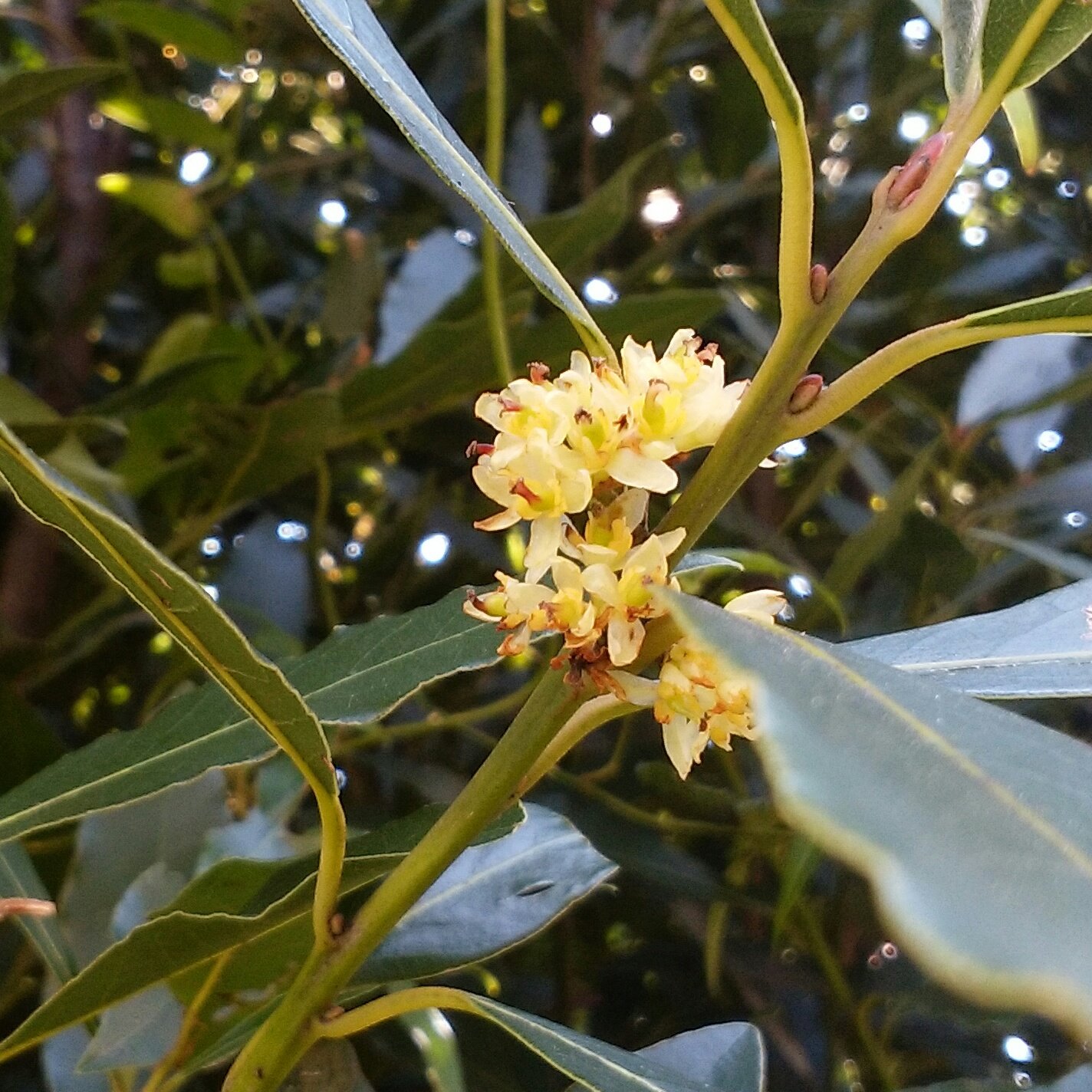 太宰治検定 على تويتر 1年ぶりに月桂樹の花が咲きました 葉を乾燥させると 煮込み料理に使う ローリエ になります 委員 T Co F13qh47oc8 تويتر