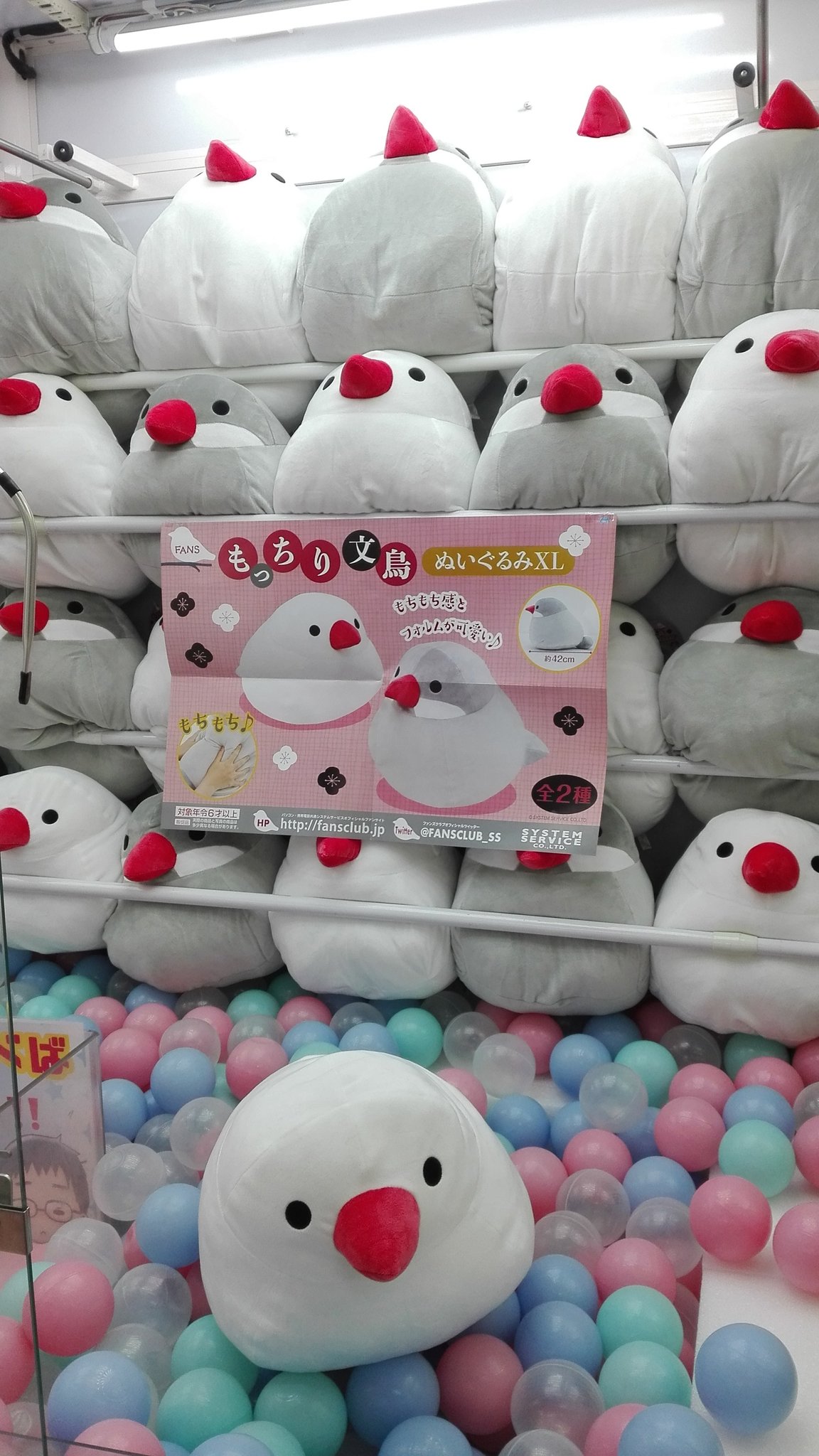 抱き文鳥ぬいぐるみ 白文鳥 文鳥 ぬいぐるみ 大サイズ 7200BIRDIE MGキスケ店 on X: 