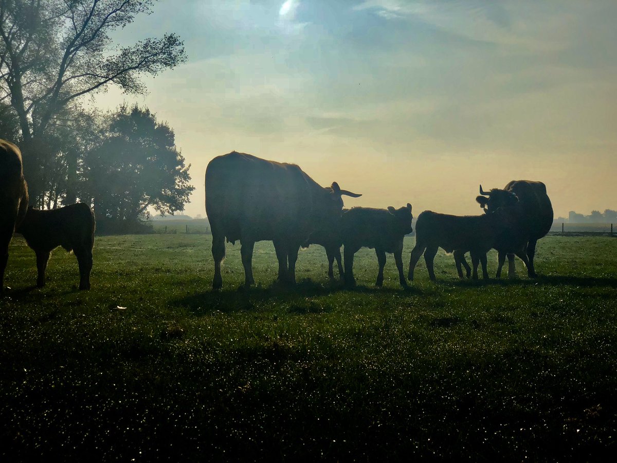 Onze dames vinden dat in hun kot blijven maar niks...Geniet van het mooie weer en hou het vooral veilig en gezond dit Paasweekend. Smakelijk! 😷🐮 #kooplokaal #blijfinuwkot #zaligpasen