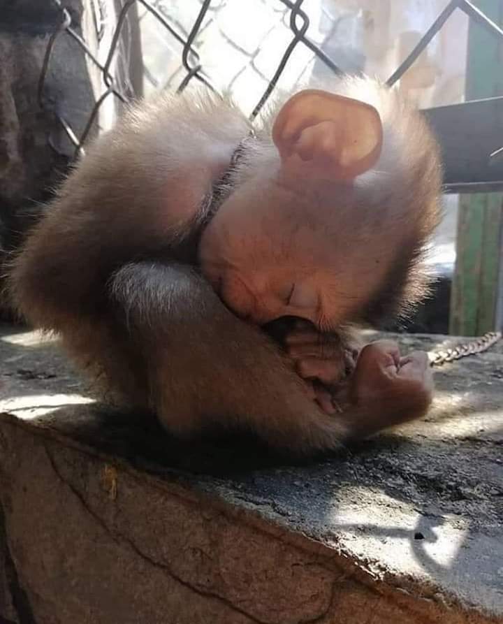 angie_karan's tweet photo. Stolen from his loving mother..sad, broken,alone. made a slave for human pleasure☹️

Where these atrocities happen there are no laws against it.. Sign all the petitions you can find against ALL animal suffering. 

When you visit Zoo's u support Slavery unless it's a sanctuary. https://t.co/Mb8alPepBG