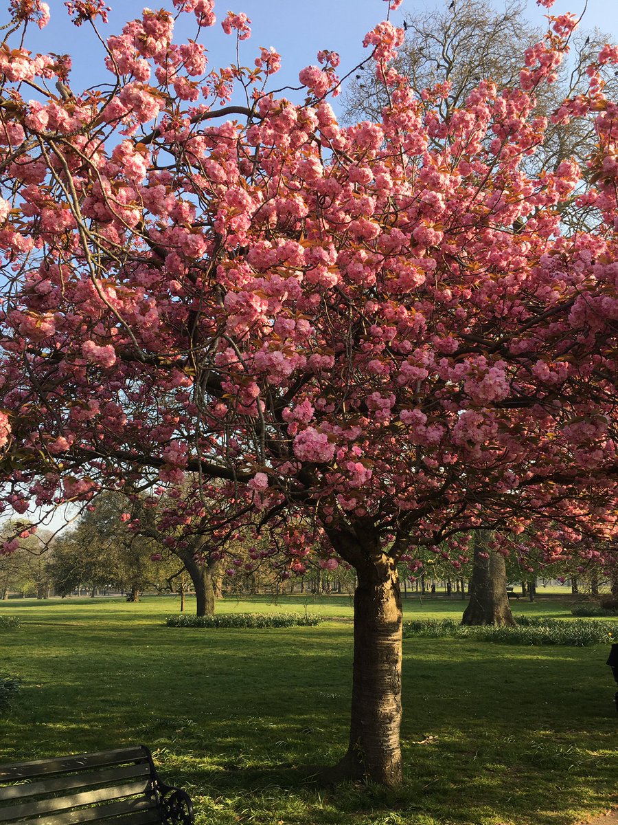 Cherry trees in Greenwich park #Easter