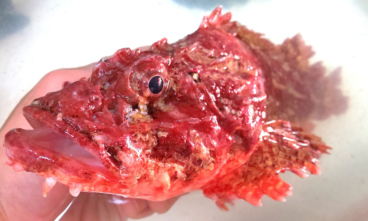 練馬 丸川水産さんのツイート ありがとうございます 品物が違いますよ 生きてますからね 活〆コリコリが好きな人もいるし 熟成した藻のが好きな人もいるし それぞれですけどね おこぜ オコゼ 虎魚 かさご カサゴ 丸川 練馬 魚屋 魚 Fish