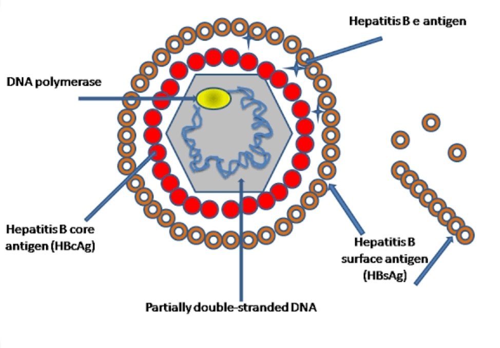 Although i said no  #MedTute, i was tempted and fell, the hepatitis B surface antigen HBsAg a marker of current viral infection, was previously known as the Australian Antigen, it was first discovered in the serum of an Aboriginal Australian.