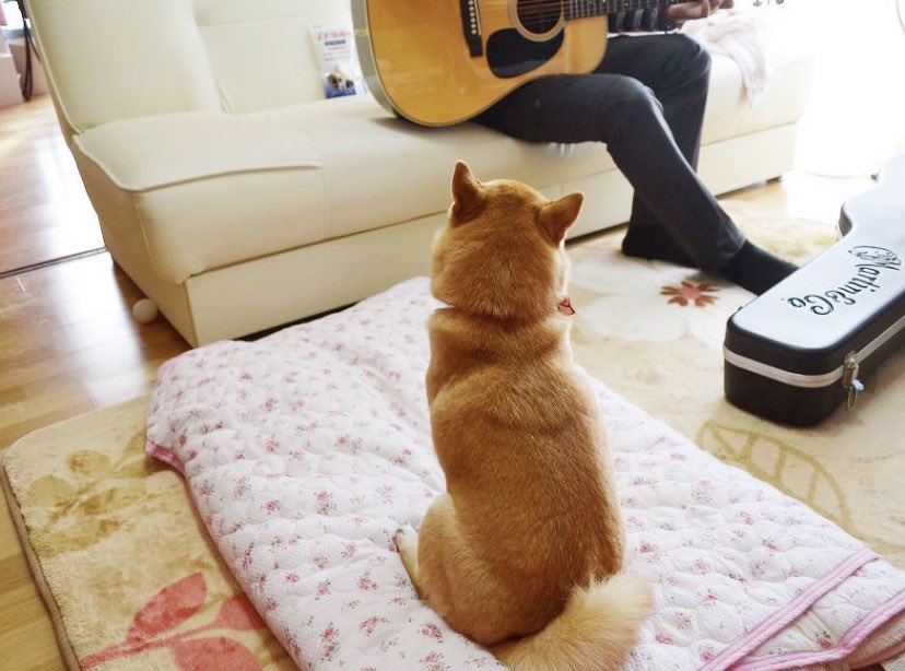 mamemuru's tweet photo. るぅたん♡のパパは
ミュージシャン
 
#シンガーソングライター 
#るぅのパパ https://t.co/cymbYndn1k