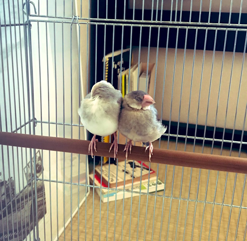 チャスカ tweet media