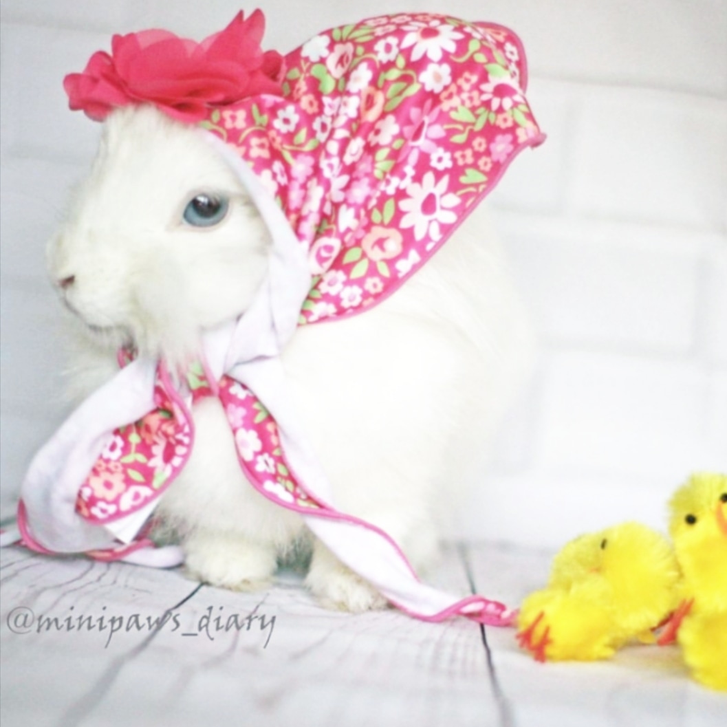 minipaws_diary's tweet photo. #happyeaster everyone https://t.co/y6boAmR9HK