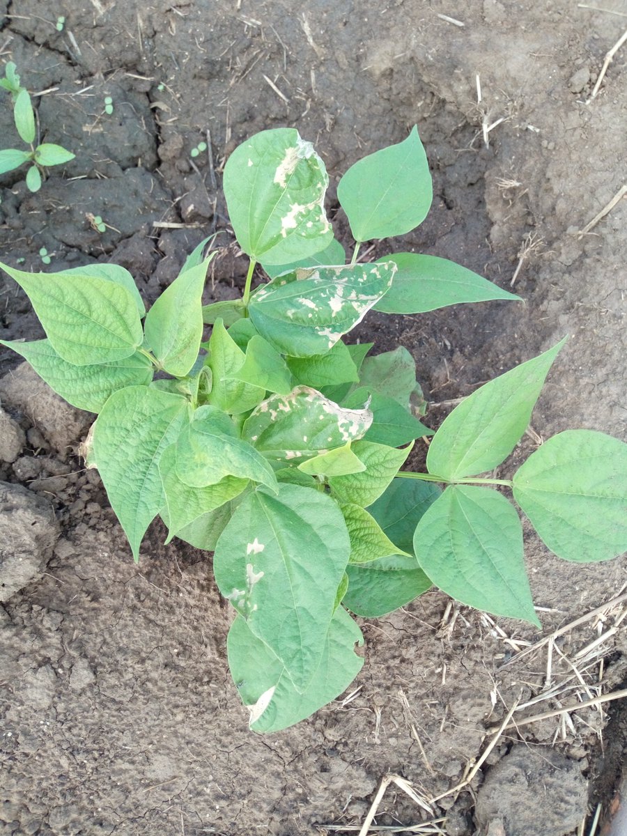 iniroms's tweet photo. Agriexperts how do I treat this @basera_john @WendyMadzura @Agricura_ZW @corporatefarmg1 @SyngentaZW https://t.co/i0h06WrdGy