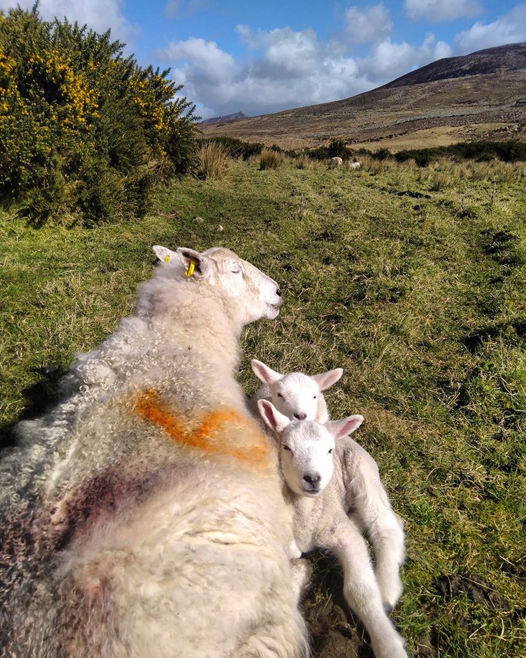 Beautiful Mourne Mountains, Co Down, N  #Ireland. Mournes are made up of 12 mountains with 15 peaks & include the famous Mourne wall (keeps sheep & cattle out of reservoir)! Area of Outstanding Natural Beauty. Partly  @NationalTrustNI.Daniel Mcevoy (with lovely cats!)  #caturday