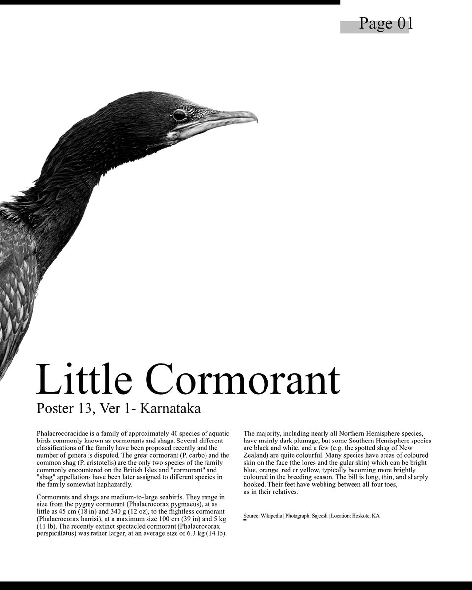  #Posterdesign 13 with a magazine page design with little information about the little cormorant. This image was shot at Hoskote, Bangalore. "A poster a day" series of covid lock down. Follow this thread for more.  #graphicdesign  #poster  #lockdown  #coronavirusinindia
