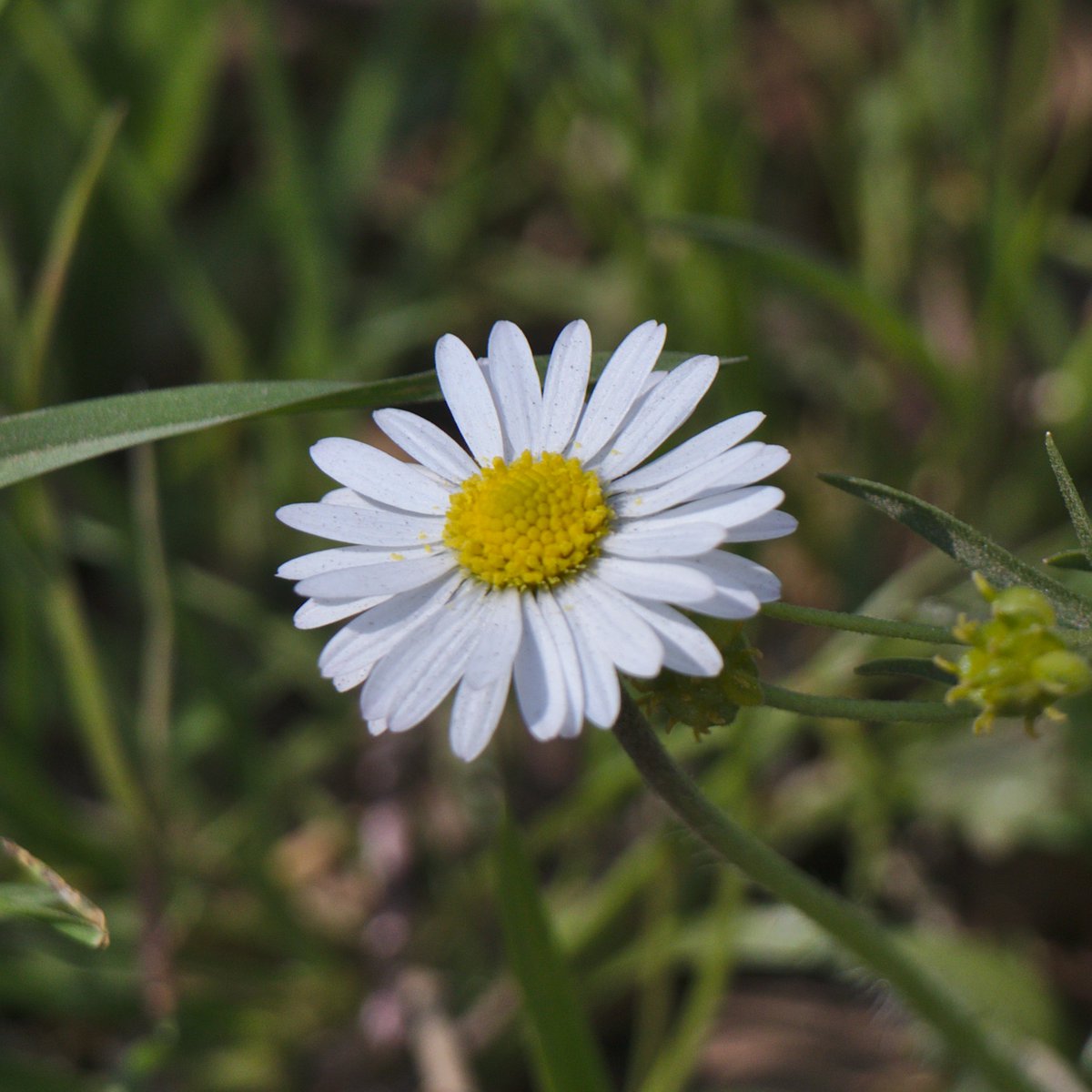 Let me know if I missed some country,  #StaySafeStayHome, Happy  #EasterAtHome, and a daisy I shot yesterday and wanted to share with you to finish with something beautiful. #FlowersAgainstCovid