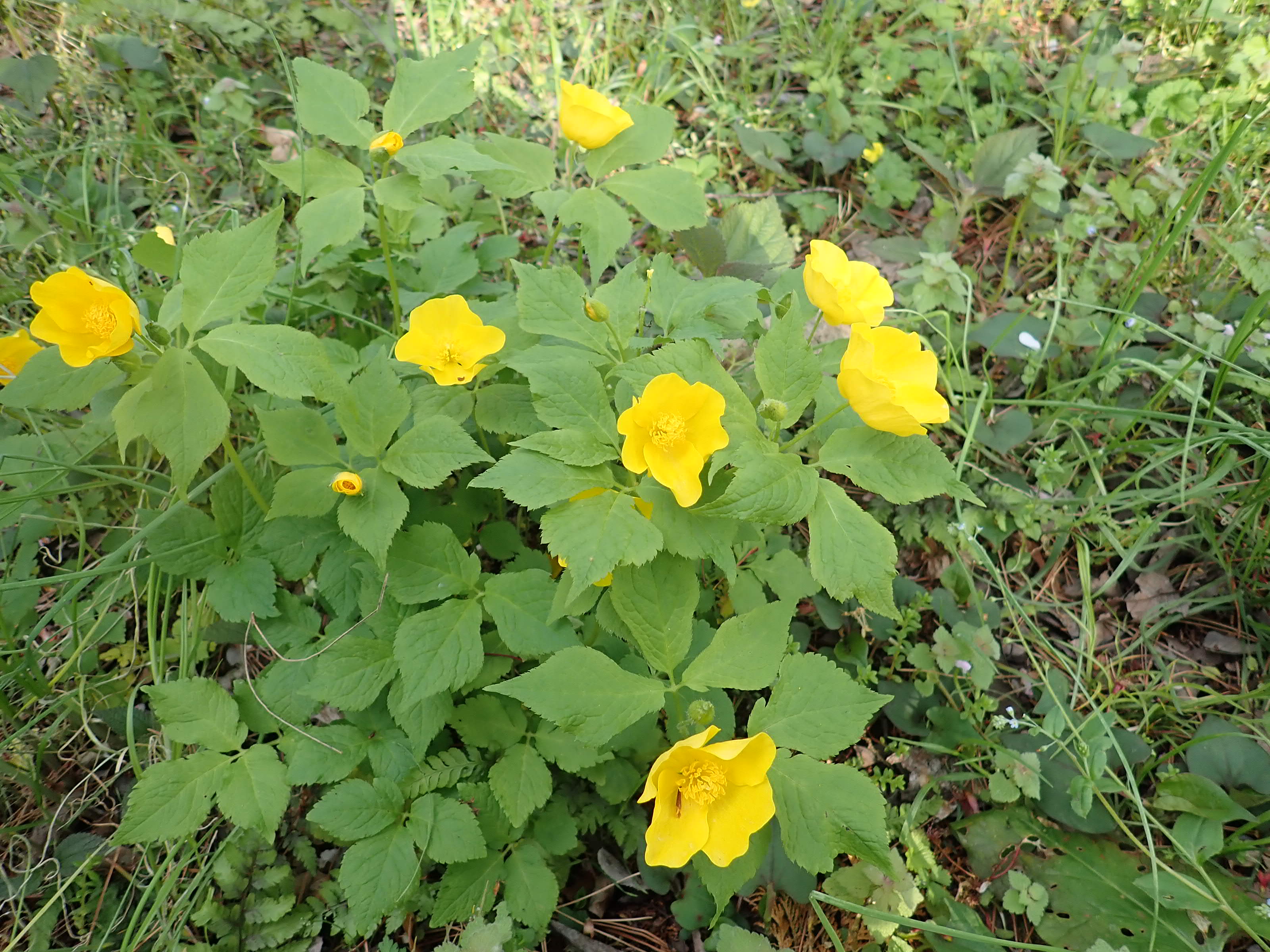 神代植物公園 ニュース スタッフより 園芸係 築山でヤマブキソウが咲いています ヤマブキソウは ケシ科クサノオ属の草本 日本に自生する植物で バラ科の低木 ヤマブキ 一重 に花 が良く似ているところから名前が付きました 花は良くにています