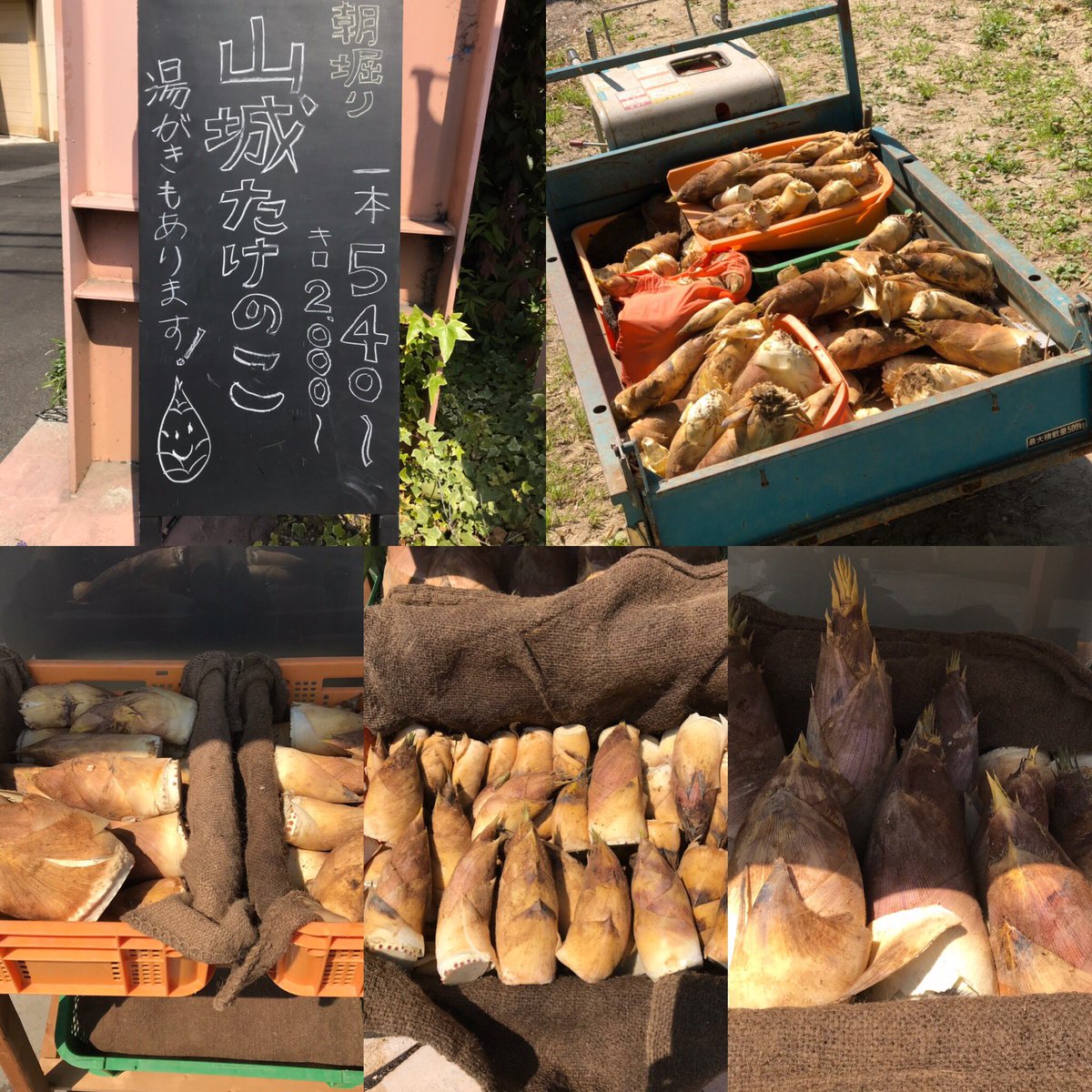ChorusLineKyoto's tweet photo. 今日も豊作です！今日の瓶詰作業は無事終了し、明日の瓶詰作業の途中までおわりました。今、小さめの筍を湯がいてます。いいい匂いが漂ってますよ😃2015年の4月に上皇様と上皇后様にパラオでうちの筍を食べて頂きました❣️ホントだよ❣️#コーラスライン ＃朝堀たけのこ ＃カラオケ ＃京田辺 https://t.co/0cMTdQzbOV