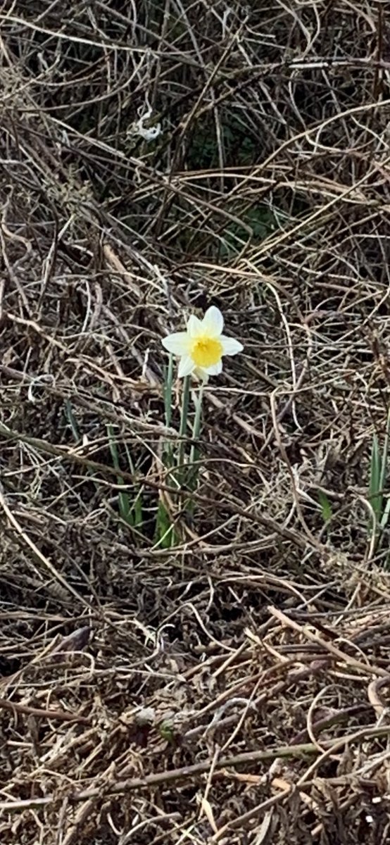 gael_simpson's tweet photo. Among thorns, grows life! 🌼 We must stand together, strong, supporting and building others up, remaining positive in the face of adversity and loss, championing those who fight with and for us and continuing to be kind at all times. #standstrongertogether #bekind https://t.co/iqp1qvWzm5