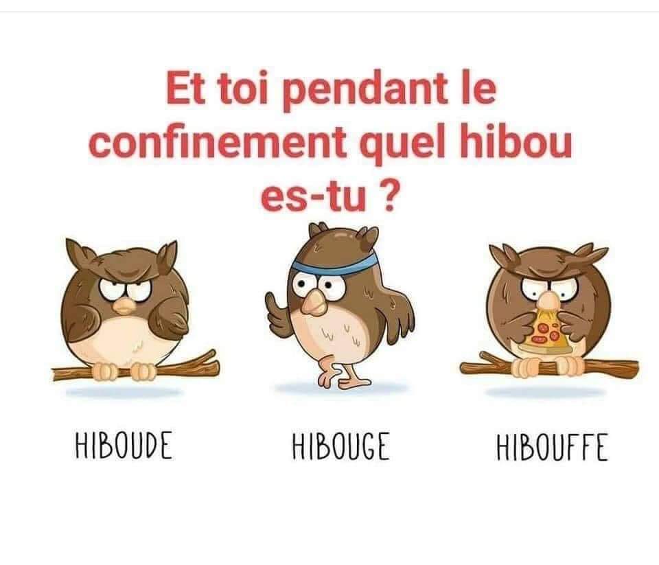 Quel hibou es-tu? 😂😂 #chouette #blague #languagesarefun