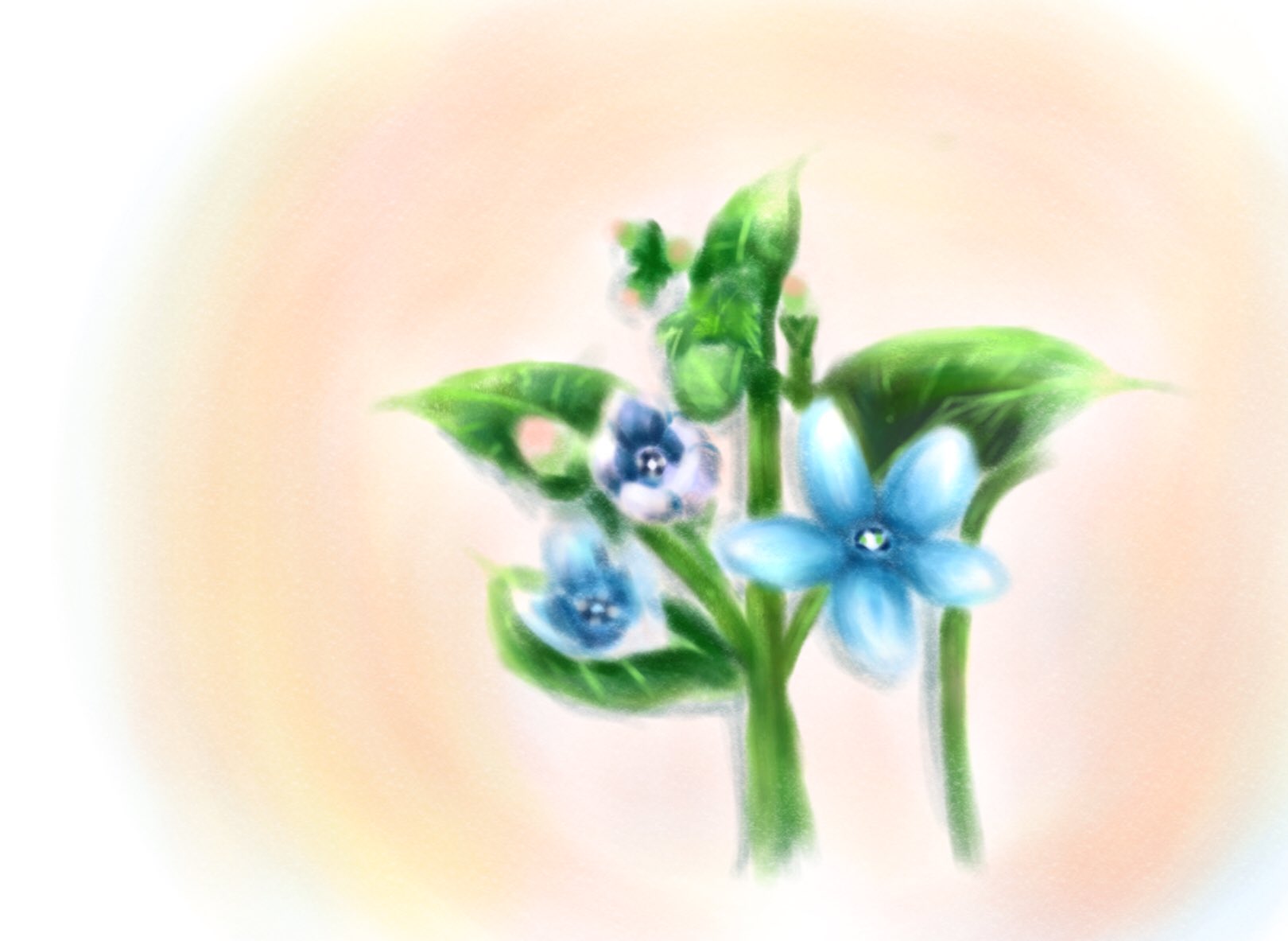 もる ブルースターという花を描きました イラスト イラスト好きな人と繋がりたい T Co I77csnlgfw Twitter