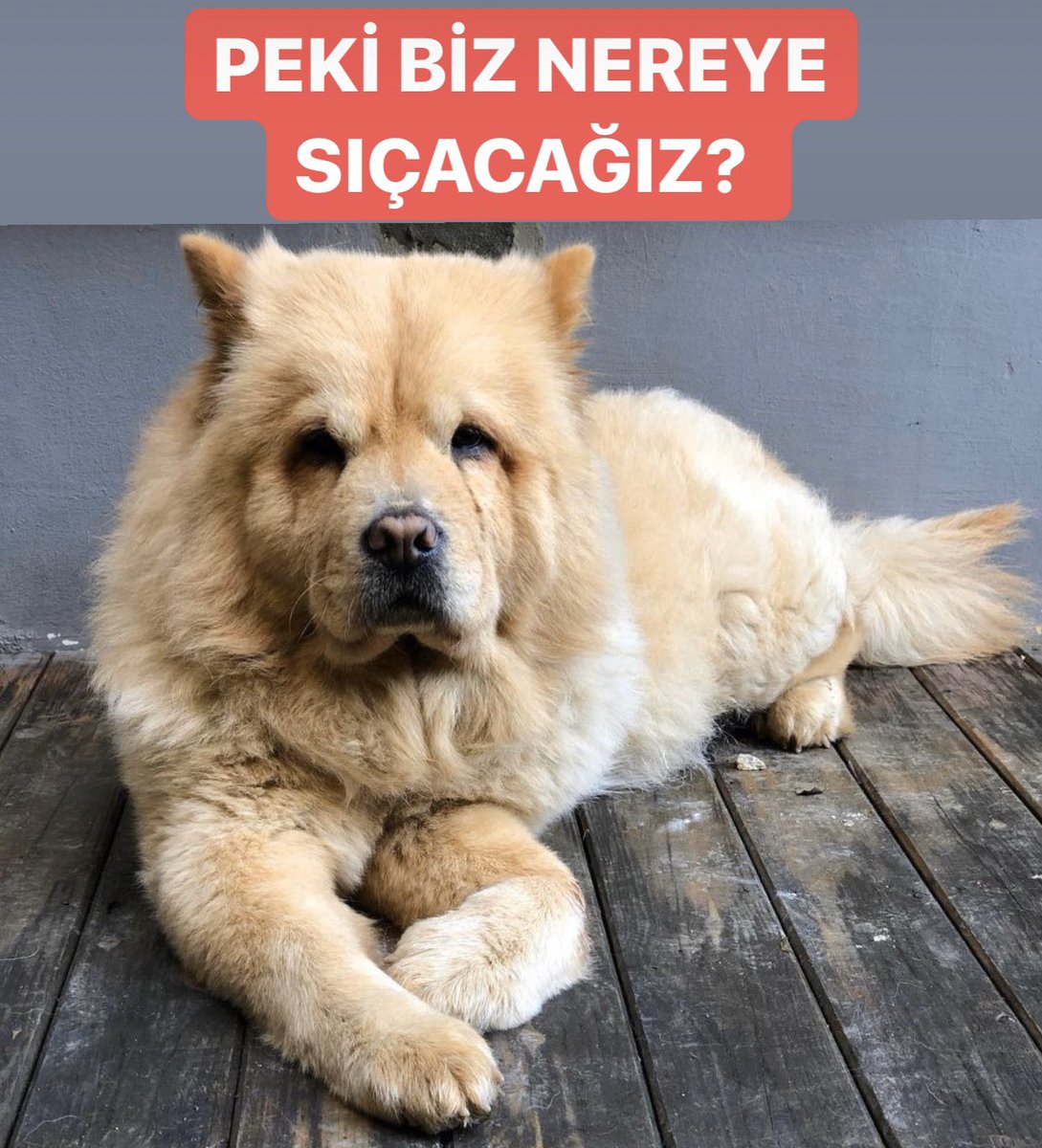 taci_kalkavan's tweet photo. Milyonlarca köpek, akıllarda tek bir soru. https://t.co/CVo2e4Yamm