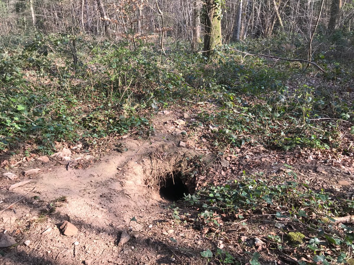 BasTheFox's tweet photo. It was my birthday, so I celebrated with a walk in the woods with #TinySab Sam and a visit of some badger friends 🦊🎂🦡🌳 https://t.co/Vr1JXfsf3e