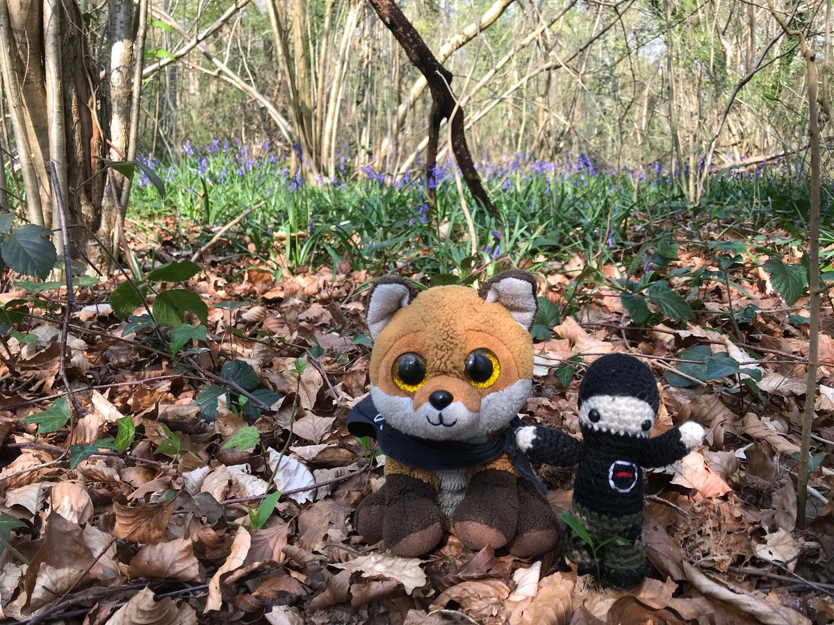 BasTheFox's tweet photo. It was my birthday, so I celebrated with a walk in the woods with #TinySab Sam and a visit of some badger friends 🦊🎂🦡🌳 https://t.co/Vr1JXfsf3e