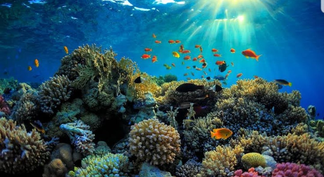 The great barrier reef off Queensland is a world heritage site stretching > 2,300km and is the largest reef system in the world, has >1500 species of fish, several seasnakes,sharks and >200 bird species. It generates ~$3 billion yearly in tourism & can be seen from outer space.