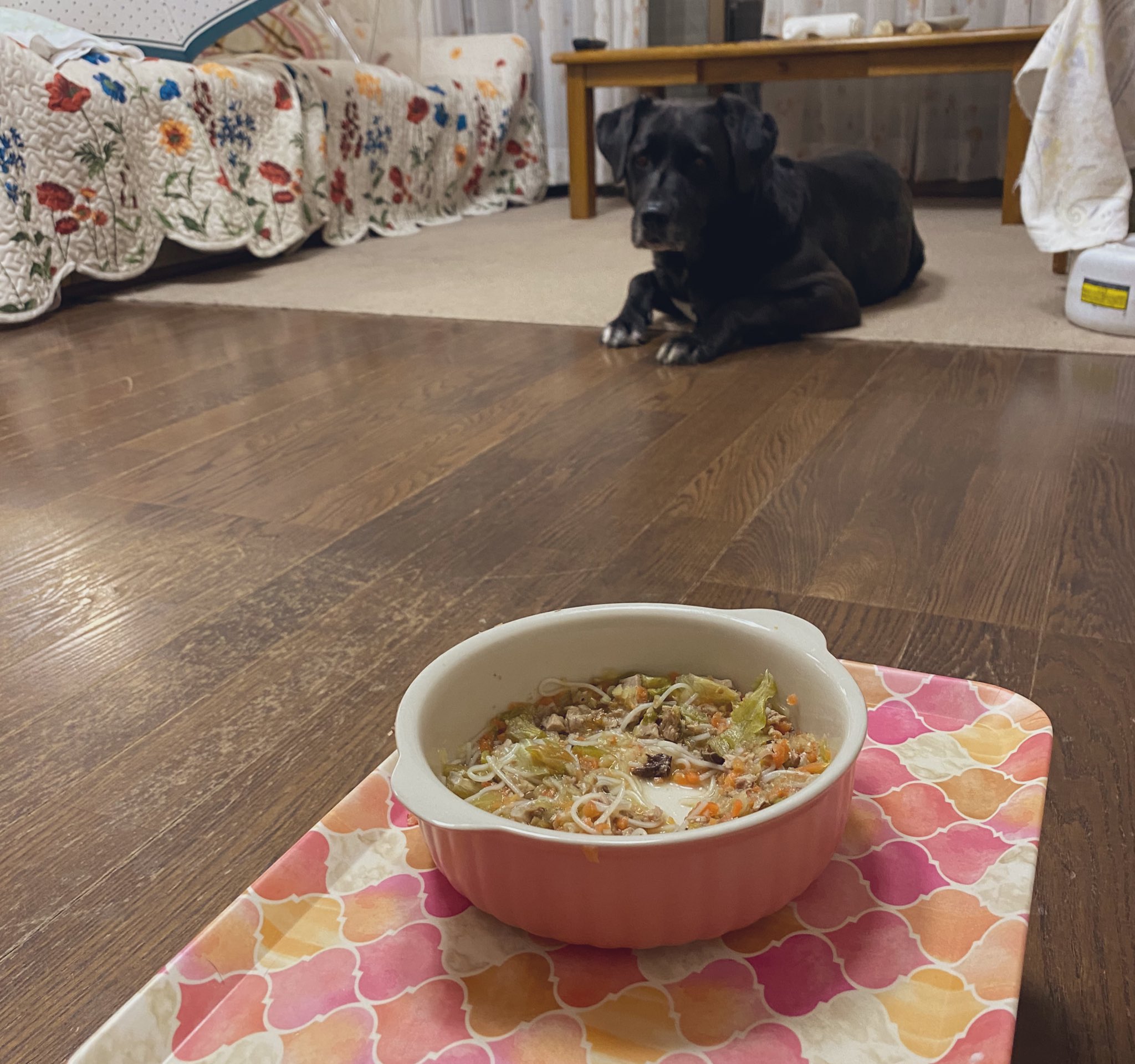 ちはこ 犬の記録 残飯係が出動待ち ナナコだと分かってるから人前では盗み食いしません 夜遅くにもう一度ナナコにあげて食べなければ夢のものです ちはこ 犬の記録 残飯係が出動待ち ナナコだと分かってるから人前では盗み食いしません 夜遅くにもう一度ナナコにあげて食べなければ夢のものです