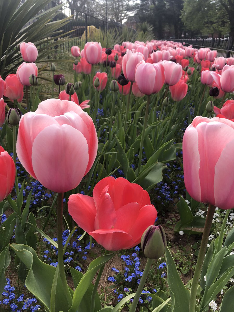 The tulips in Victoria Park bringing all of the joy this morning.