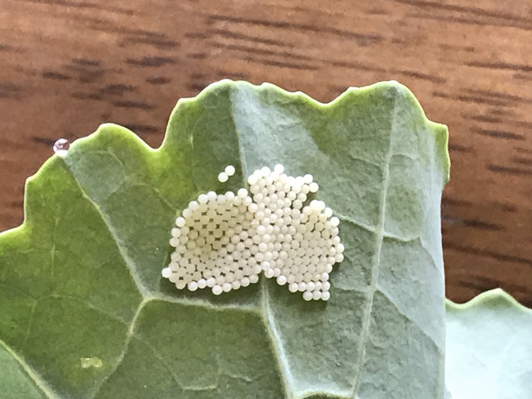 花楽咲庭 お昼ご飯に使おうと 畑から収穫してきたケール 水洗いして葉裏を見たら 沢山のヨトウガの卵 早く気付けて良かった 他の葉裏もチェックしないと ヨトウガの卵 マイガーデン インスタ虫編 小さな庭屋 花楽咲庭 T Co Pxydvxloai