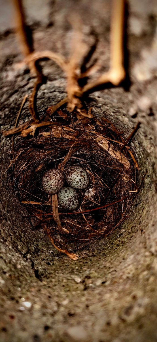 JominJose6's tweet photo. The present was an egg laid by the past that had the future inside its shell #like #follow #likes #instagood #instagram #makeupforbts #cute #photooftheday #smile #picoftheday #beautiful #happy #travel #followme #comment #photo #photos #pic #pics #picture https://t.co/3fuQJE2bnP