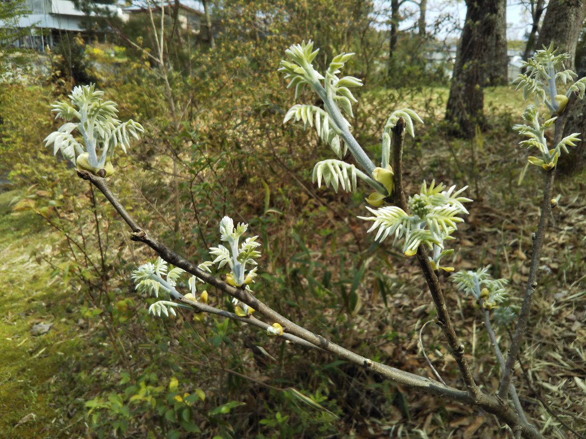 白丸 ご近所の里山公園にて 桜の頃は柔らかな新芽が芽吹く頃でもありますね 皆 暖かな陽射しを目指すように羽ばたく雛鳥のような姿が多い気がします そして 極上な柔らかな手触りなのですよ W