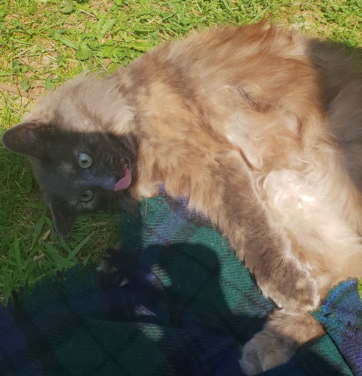'Check me out, I can lick my own nose! Fear me, puny humans!'

Sun makes Temmie go a little bonkers...

#Caturday