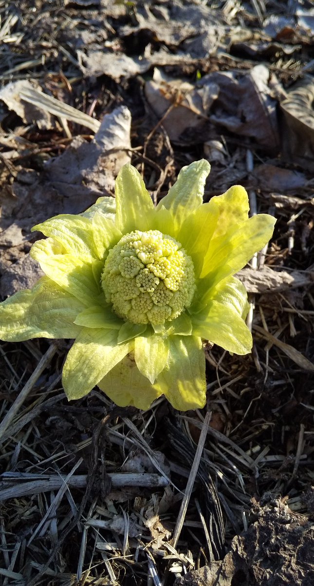 流氷の丘カンパニー はい 女子が綿毛を飛ばします 植物も動物も人間も 女性の方がアクティブですよね
