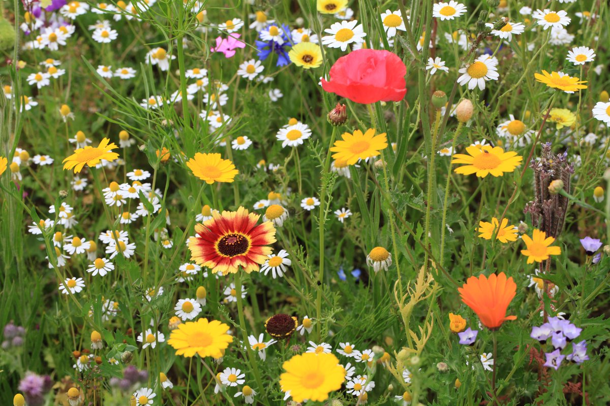 If you want a low maintenance garden full of bees and butterflies this summer, now is the time to sow your flower meadow! meadowinmygarden.co.uk/collections/fl… #SaleNowOn #Easter