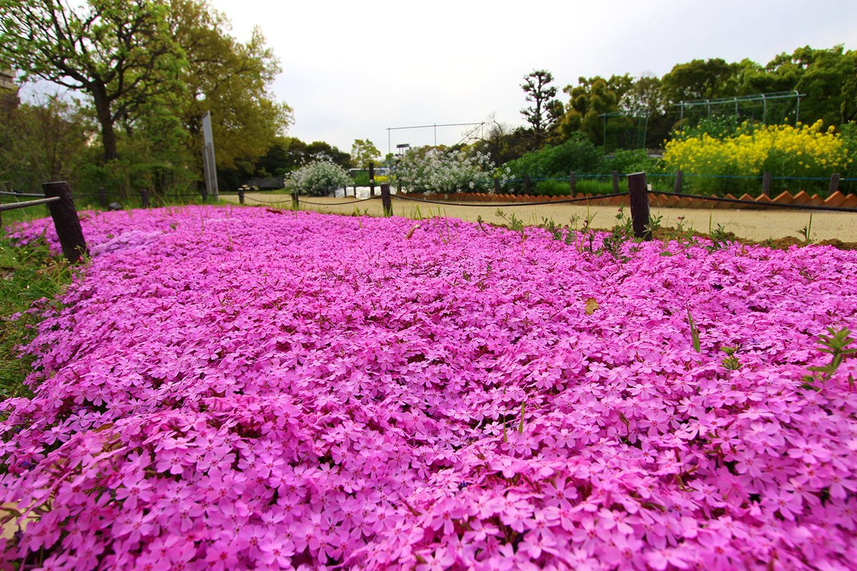 長居植物園 على تويتر おうちで植物園 Part1 長居植物園は臨時休園中ですが ご自宅でもお花を楽しめるように 植物園の様子を投稿していきます 名付けて おうちで植物園 本日ご紹介するのは シバザクラ 芝のように広がり 桜に似た花を咲かせるのが名前