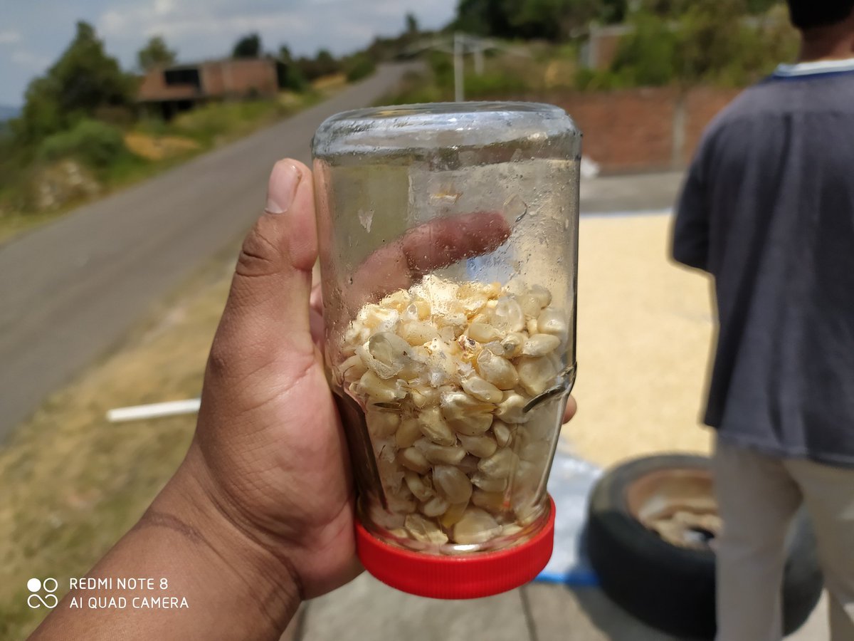 IsidroNepaRey's tweet photo. Seguimos trabajando con las Instalación del Módulo #Poscosecha con tecnologías #MasAgro para que la gente de la Meseta Purépecha, conserve más tiempo su maíz para el autoconsumo, sin aplicación de químicos para el control de granos almacenados.
@ConsultIsidro91 
@HubBajio https://t.co/mQBtxO9RxL