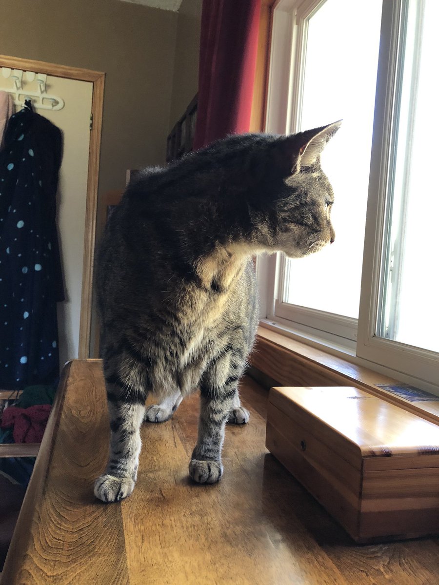 KeitherKeith's tweet image. 💜🎊🎉🏆🥇🏵🥇🏆🎉🎊💜

I jumped up on the big chair in the bedroom. NO step stool. 🙀

And THEN I jumped to the top of the dresser to sniff the air at the screen. OW says it must be spring. 

(Full disclosure: she had to guide me down because I got stuck up there.)

#KeithRules
