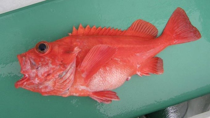 文字数のtwitterイラスト検索結果