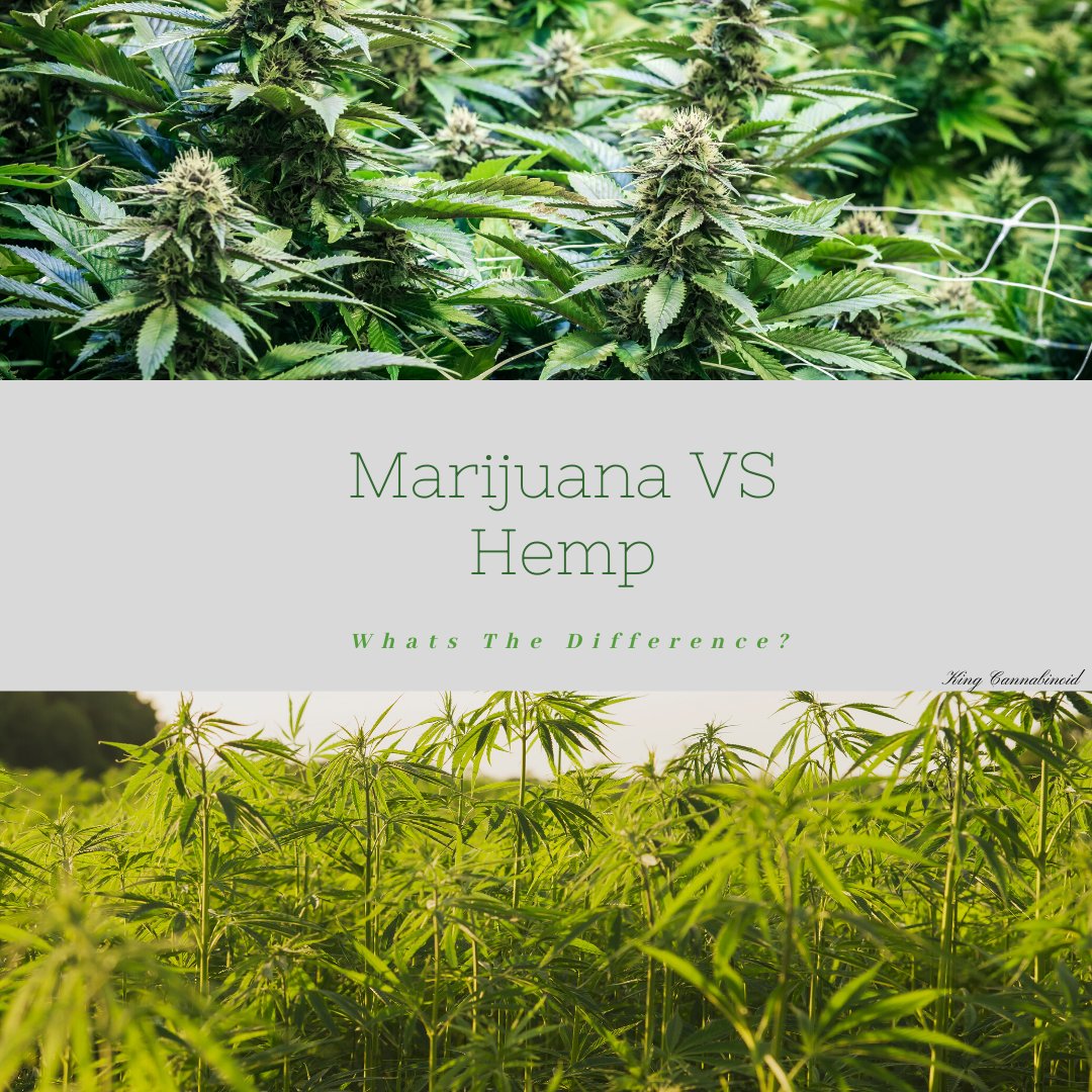 Marijuana VS Hemp?
Hemp plants contain no more than 0.3 percent of THC, the psychoactive substance found in marijuana.
Cannabis plants with 0.3 percent or less of THC are hemp. Cannabis plants with more than 0.3 percent THC are marijuana.
 kingcannabinoid.com.au  #knowthefacts