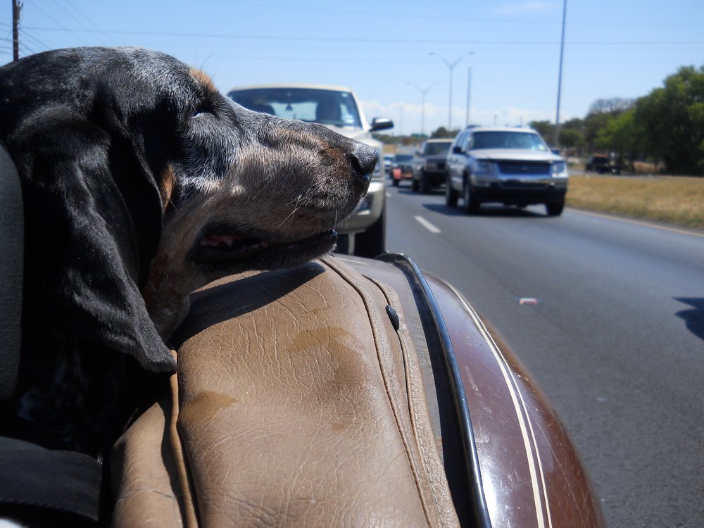 It's National Pet Day. Show us your pets!

#NationalPetDay