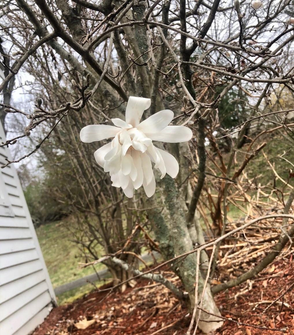 As seen in Nashua today! Proof that you can still find beauty in this chaos, if your eyes and heart remain open to it 🌷

If you are struggling to make ends meet during this difficult time, we may be able to help. Visit frontdooragency.org for more information.