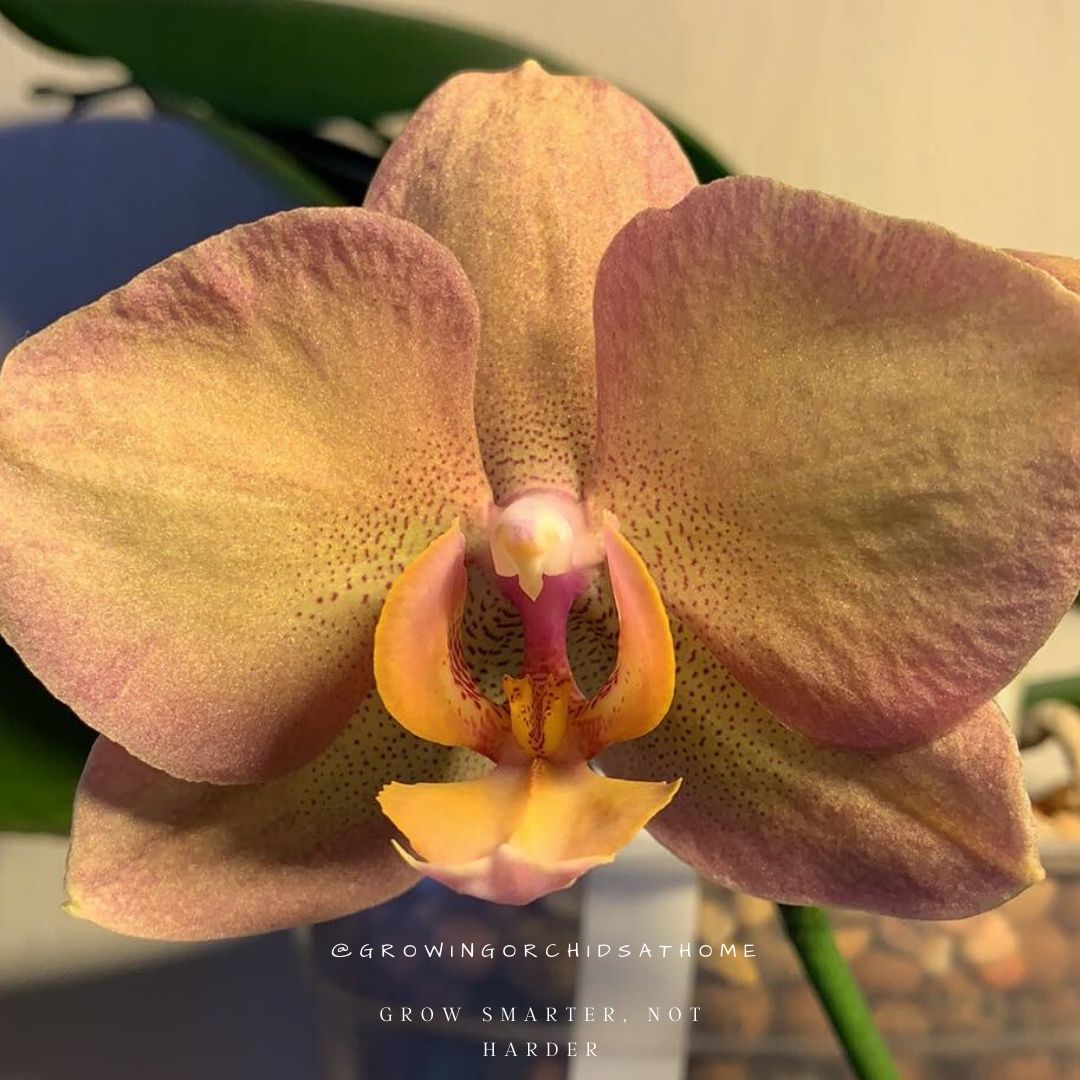 My favorite complex phal is back in bloom again and it’s so nice to see her. She’s a NOID but resembles #phalaenopsis legato #GOAH #orchidcommunitychatter #orchid #semihydro #leca