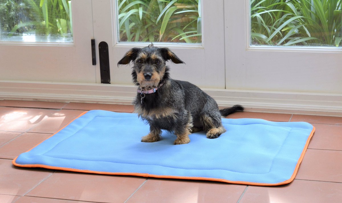 EasyPaws's tweet photo. 🚨 EXCLUSIVE EASTER OFFER 🚨

Buy an EASY COOLING MAT ➡️ Get a FREE Bowl!

+ FREE Delivery!

Simply add a bowl to cart and it will be included FREE!

https://t.co/1e1d6My6PD

#NationalPetDay #dogs https://t.co/b8xJmQhP0e