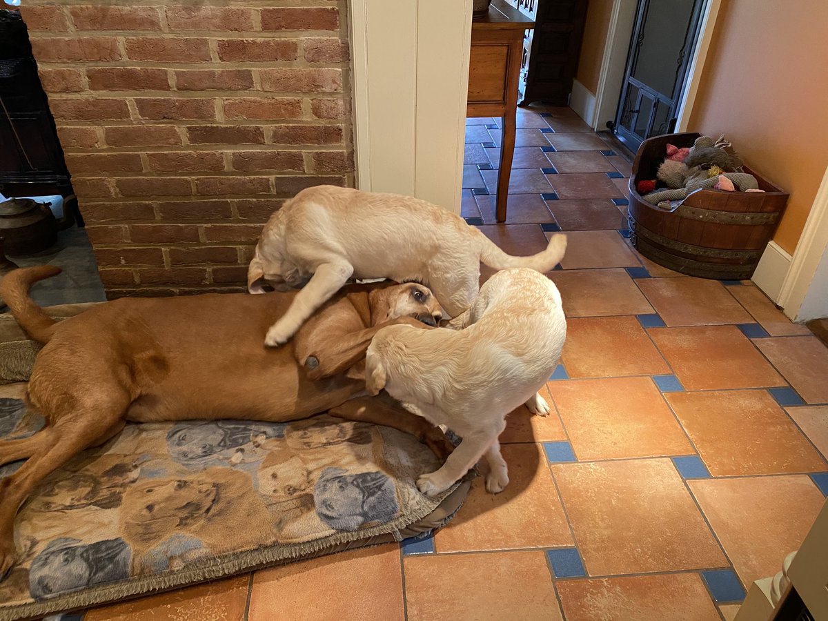 ann klee tweet media