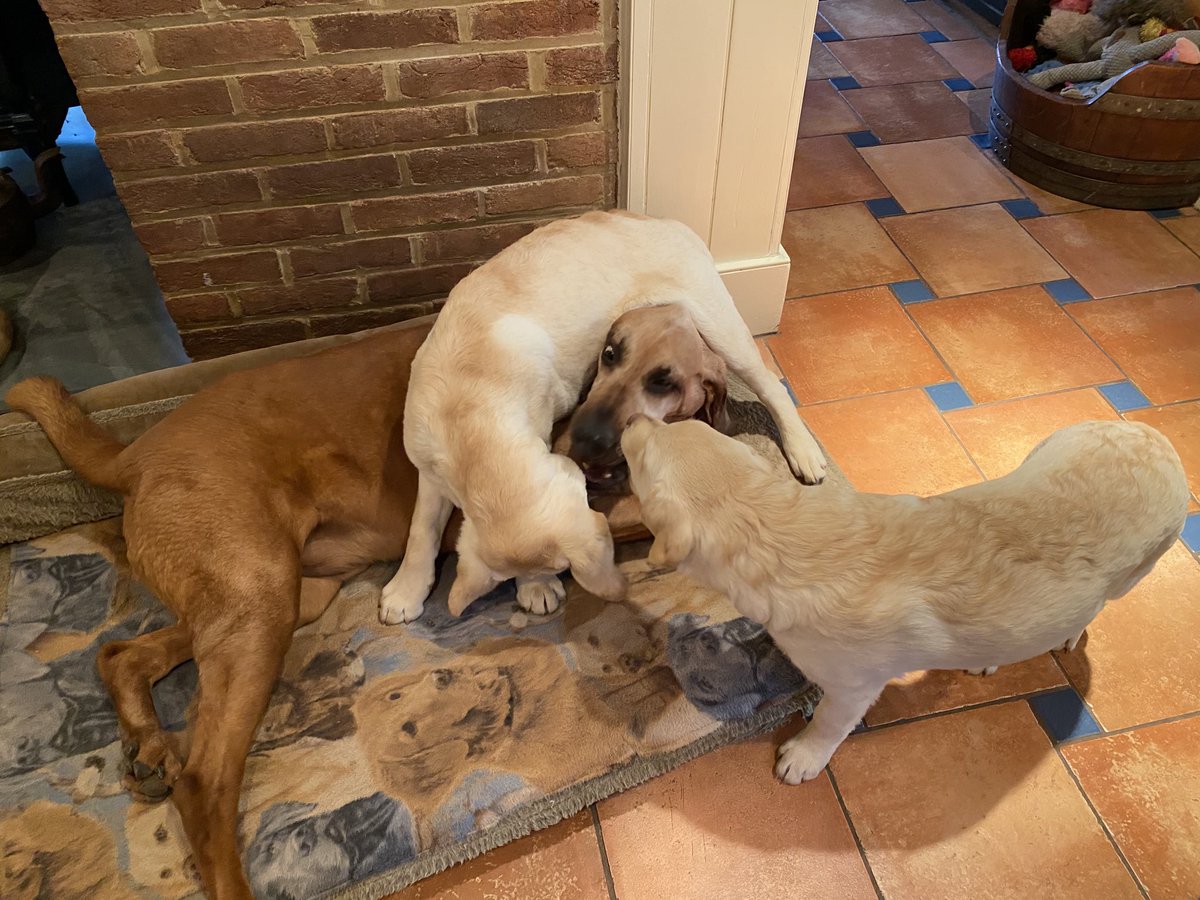 ann klee tweet media