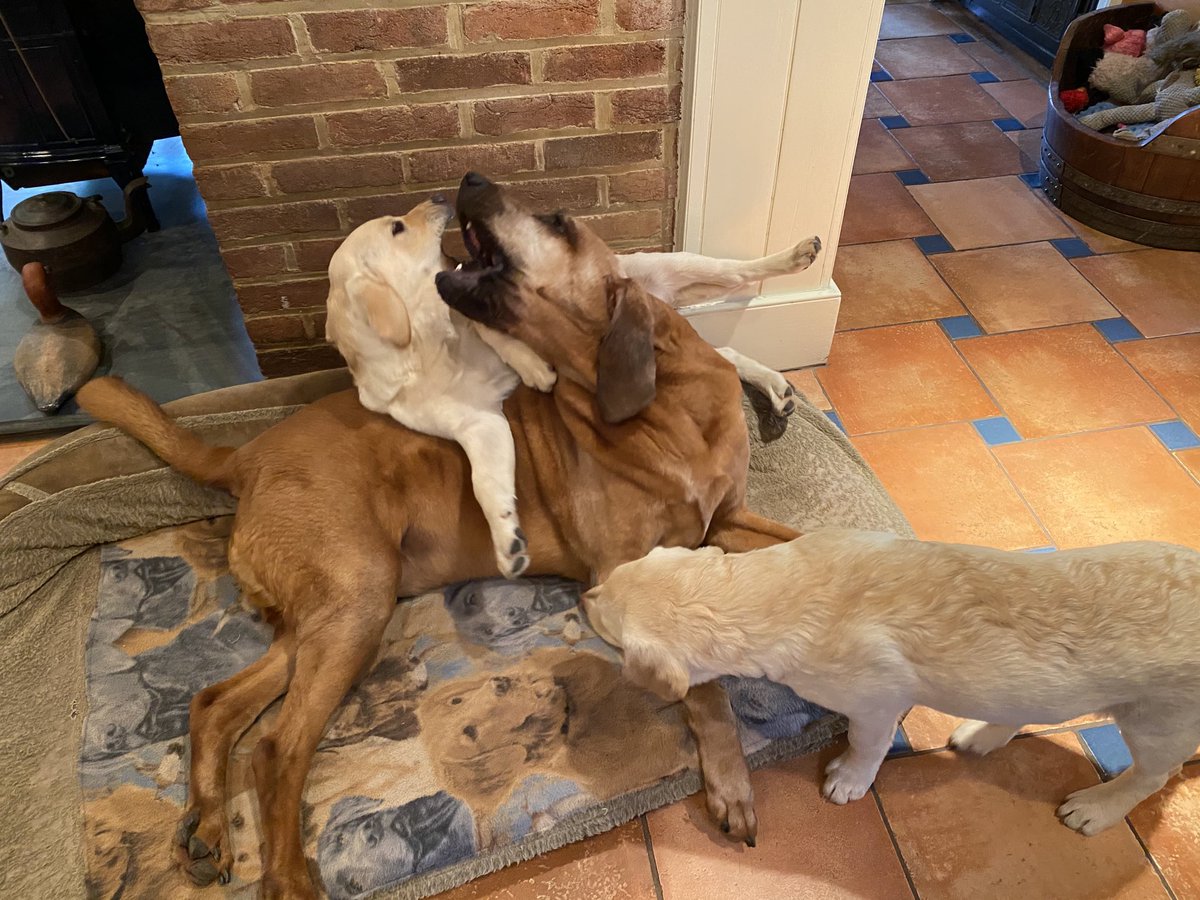 ann klee tweet media