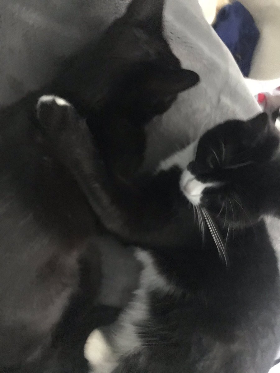 DestinyPalmer4's tweet photo. Snuggling on this beautiful #Caturday #thecatsofquarantine https://t.co/5RIzi9rrio
