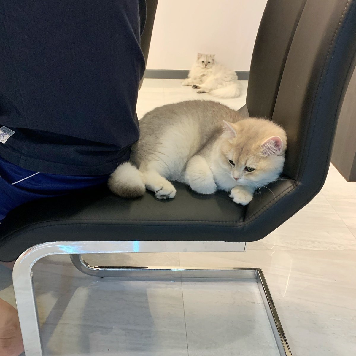 จะนั่งเต็มตูดก็ไม่ได้ ความเกรงใจแมวอะเนอะ