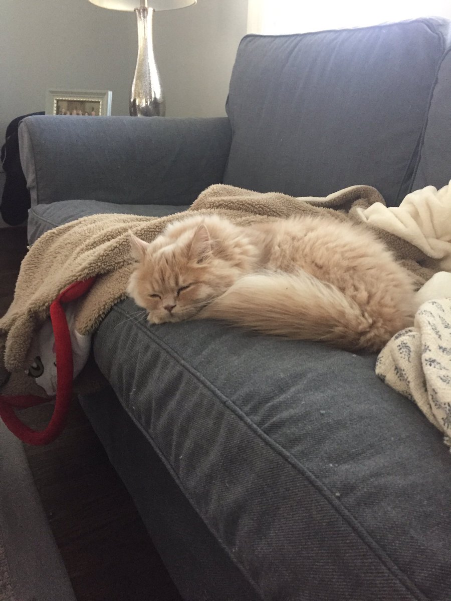 ryandempsey313's tweet photo. Crushed some breakfast, time to grab a mid-morning nap #Caturday #CatsOfTwitter #CharlieD @Jamie_Edmonds https://t.co/xRwr11F15i