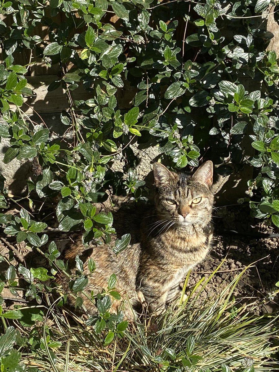 raychelwebb's tweet photo. #Caturday #QuarantineLife #StayHomeSaveLifes https://t.co/Y3A9Gpcxlo