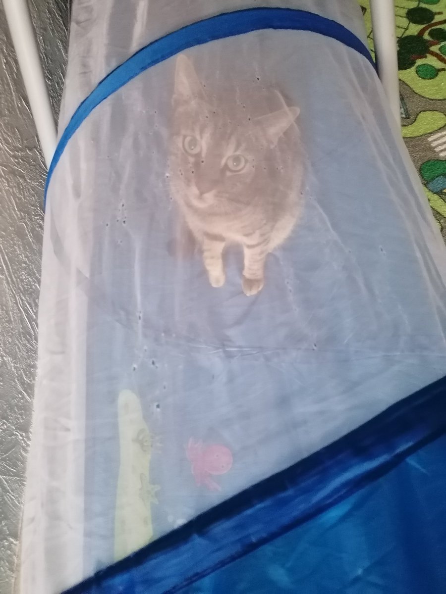 JenniferMeowMe1's tweet photo. Mein Kater hat den Fetish entwickelt, an dem Gitterstoff des spieltunnels vom Kind zu nagen. Er beißt exakt 3x hinein (jedesmal mit einem leisen kkrrrrt Ton), dann wartet er ungefähr 10 Sekunden mit zufriedenenem Blick und wiederholt das ganze. 😂 https://t.co/h7oSJWExTr