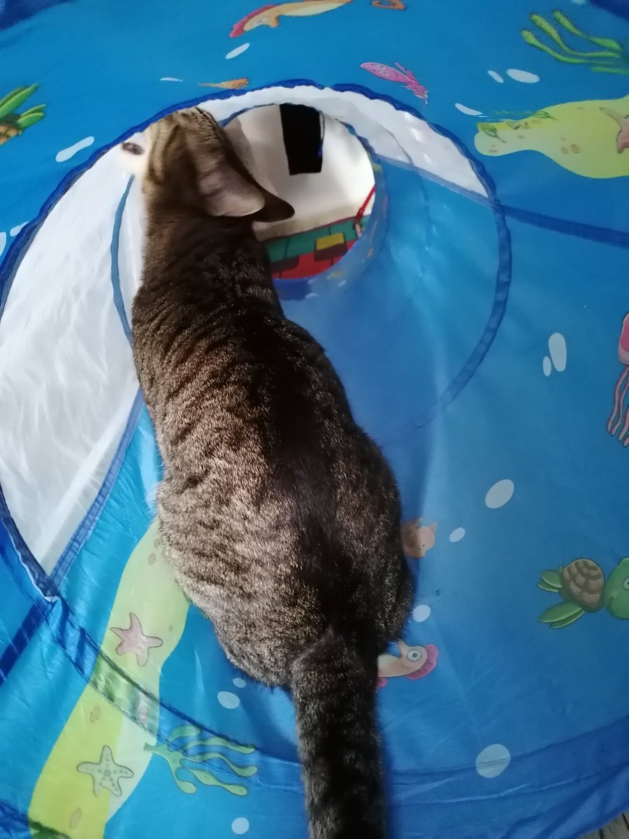 JenniferMeowMe1's tweet photo. Mein Kater hat den Fetish entwickelt, an dem Gitterstoff des spieltunnels vom Kind zu nagen. Er beißt exakt 3x hinein (jedesmal mit einem leisen kkrrrrt Ton), dann wartet er ungefähr 10 Sekunden mit zufriedenenem Blick und wiederholt das ganze. 😂 https://t.co/h7oSJWExTr