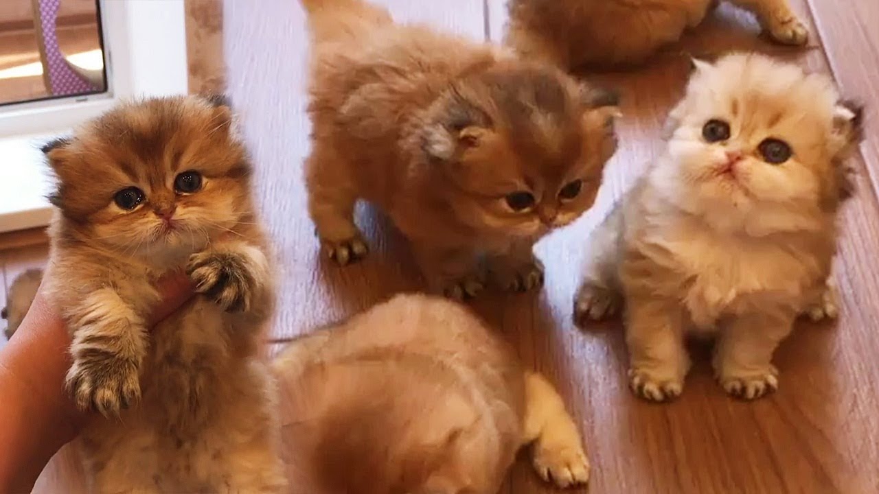 Meow Moe on Twitter: Meow Moe on Twitter: